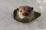 Otter