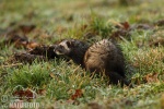 Polecat