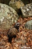 Polecat