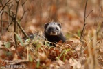 Polecat