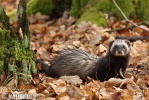 Polecat