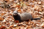 Polecat