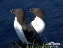 Razorbill