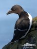 Razorbill