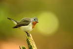 Red-breasted Flycatcher