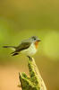 Red-breasted Flycatcher