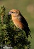 Red Crossbill