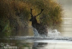 Red Deer