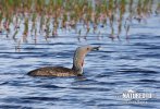 Red-throated Diver