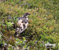 Rock Ptarmigan