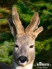 Roe Deer