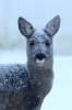 Roe Deer