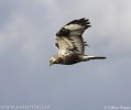 Rough-legged Buzzard