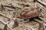 Scolopax rusticola