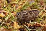 Scolopax rusticola