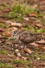 Scolopax rusticola