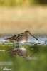 Snipe