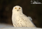 Snowy Owl