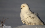 Snowy Owl