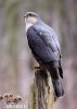 Sparrowhawk