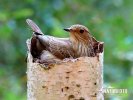 Spotted Flycatcher