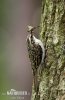 Treecreeper