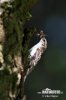 Treecreeper