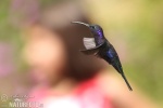 Violet Sabrewing