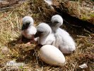 White Stork