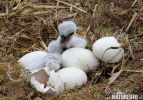 White Stork