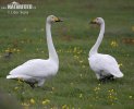 Whooper Swan