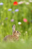 Wild Rabbit