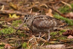 Woodcock