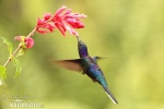 紫刀翅蜂鸟