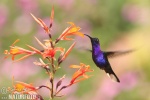 紫刀翅蜂鸟