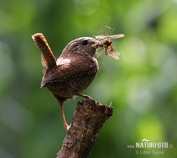 Troglodytes troglodytes