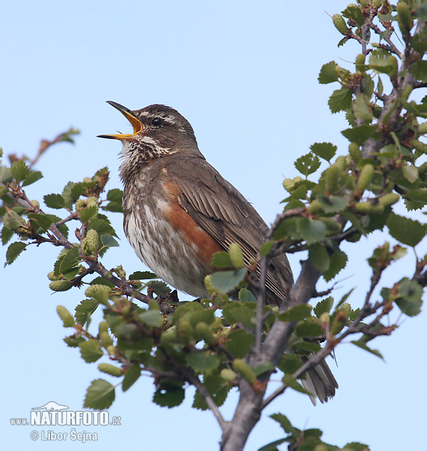 Turdus iliacus