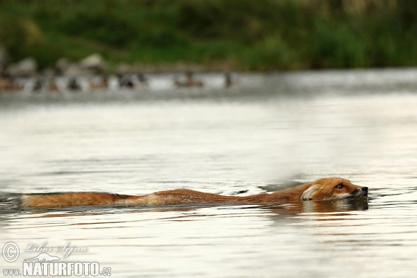 Vulpes vulpes