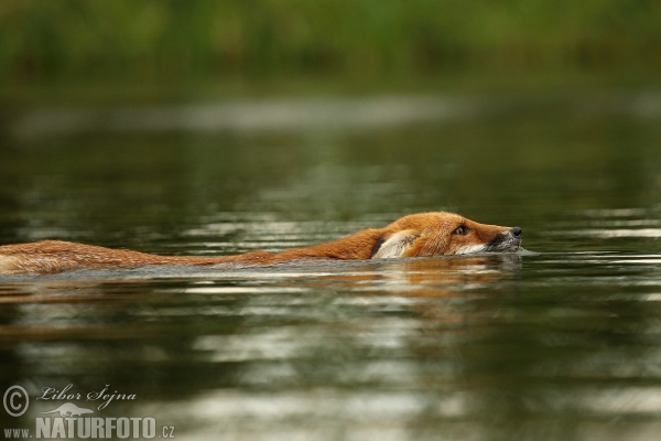 Vulpes vulpes