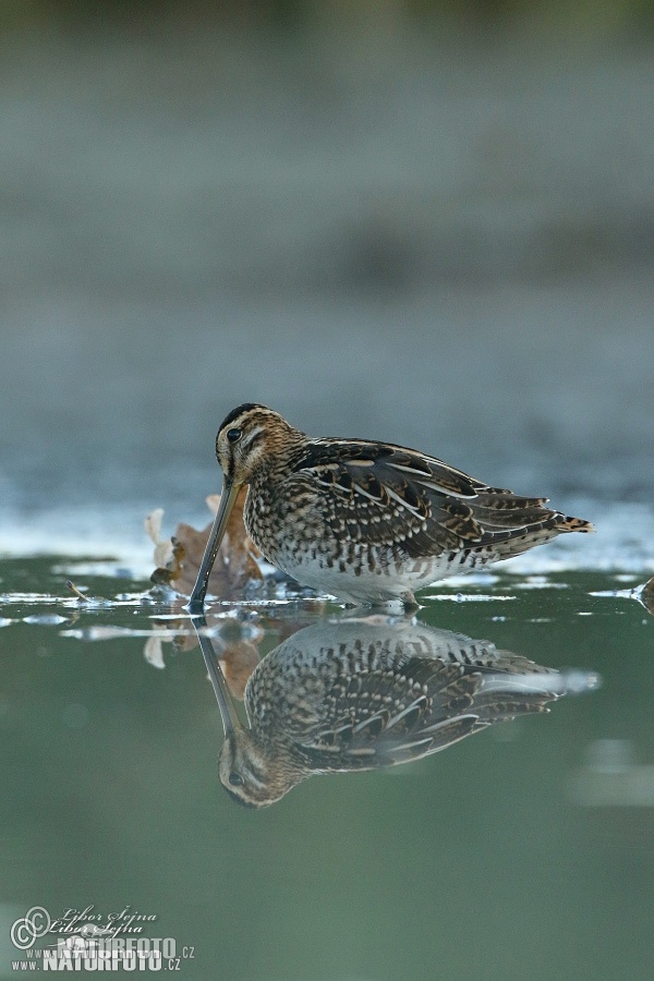 Watersnip