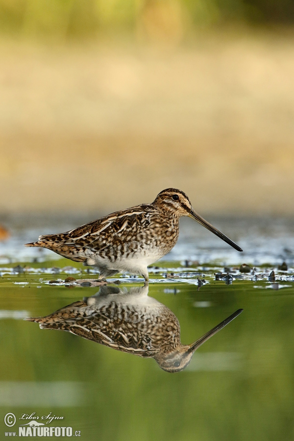 Watersnip