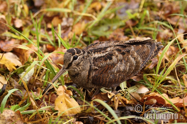 Woodcock (Scolopax rusticola)