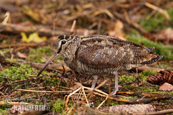 Woodcock (Scolopax rusticola)