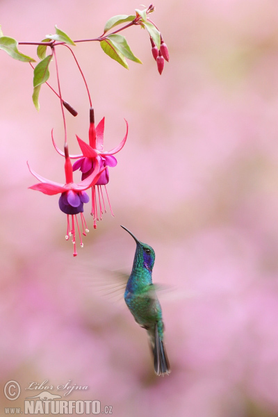綠紫耳蜂鳥