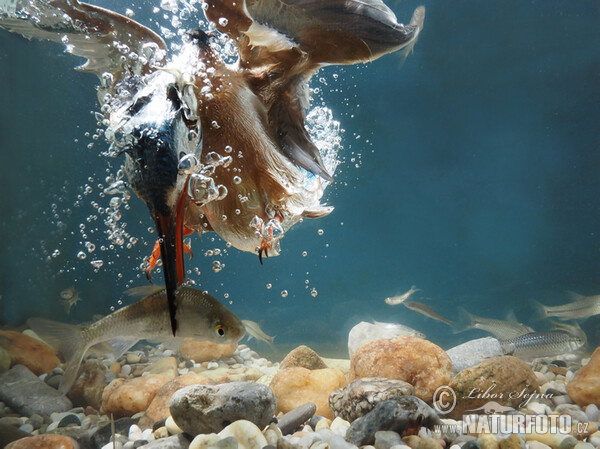 �ياد السمك الأخضر