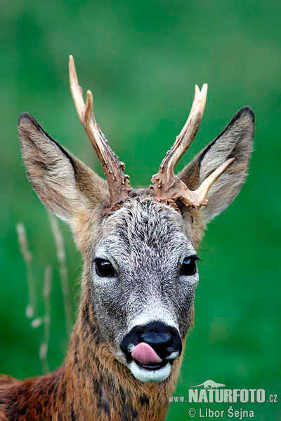 �حمور أوروبي