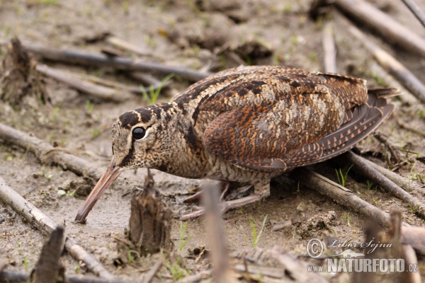 یوریشیائی وڈکاک