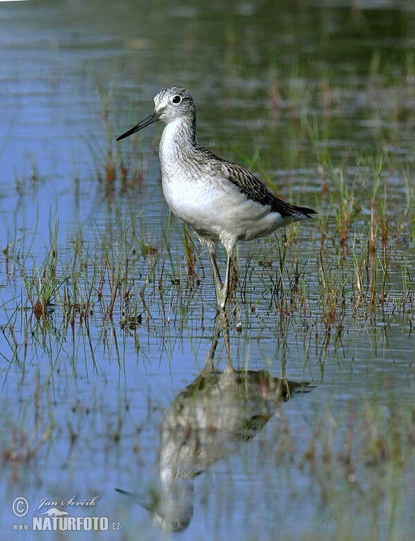 Голям зеленокрак водобегач