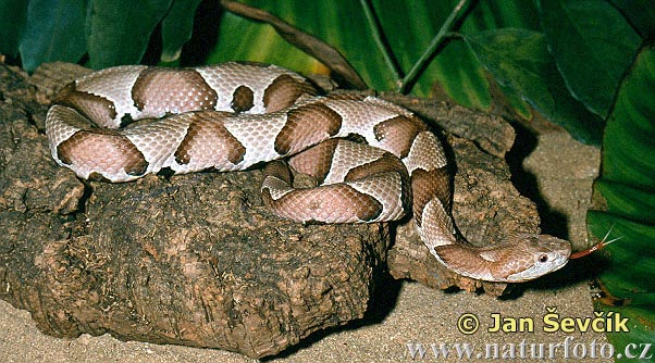 Мокасинова змія мідноголова