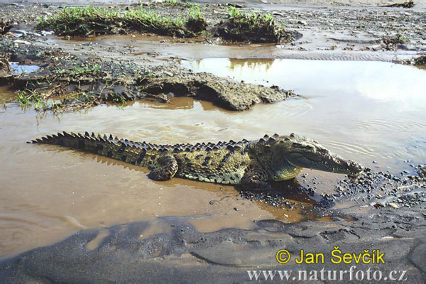 Американски остромуцунест крокодил
